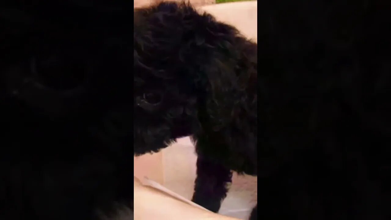 Funniest Cat and Dog Videos Compilation #100 #shorts