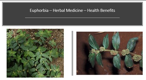 Euphorbia hirta - Spurge - Herbal Medicine Benefits