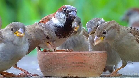 Peaceful House Sparrows Meal is Disturbed by Loud Gull Sounds