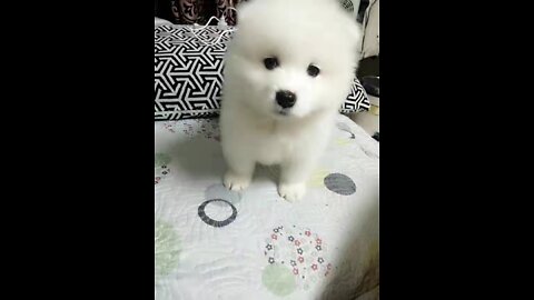 Cute Puppy