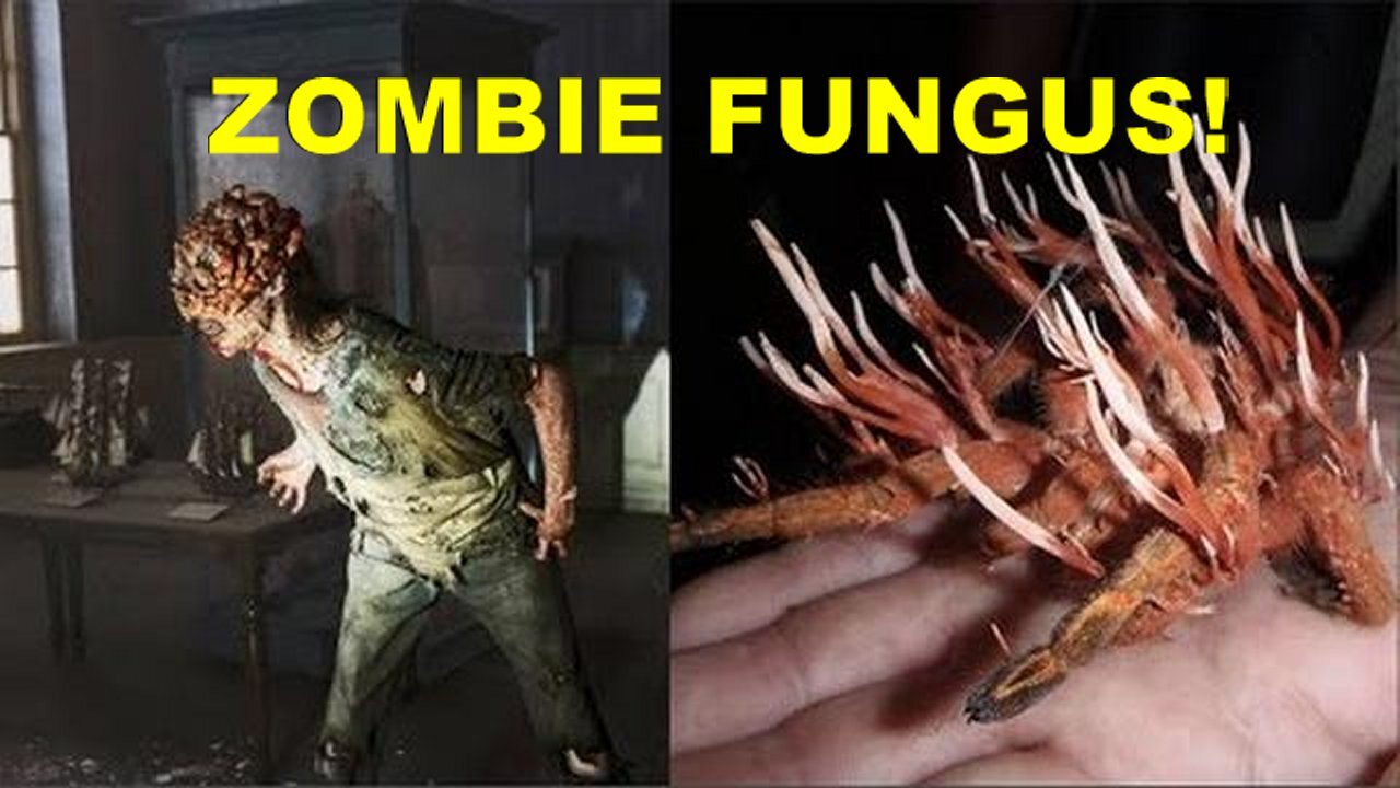 Call: The Spiky Zombie Fungus That Can Control And Devour Its Host From Within!