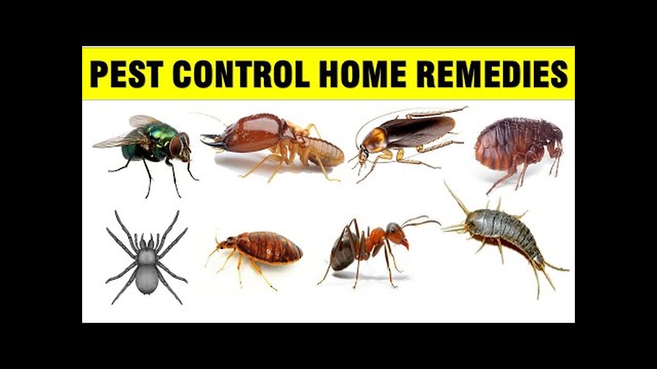 How To Get Rid of Mice, Rats & Cockroaches in your home