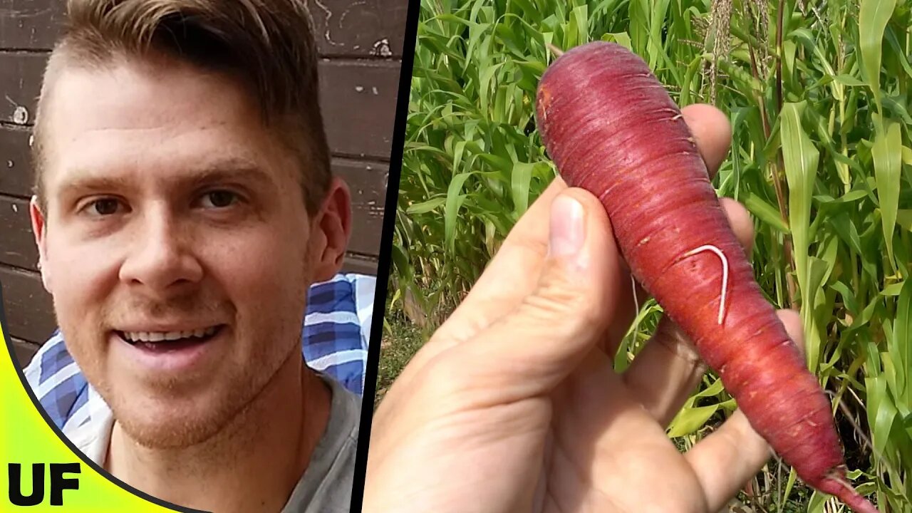 Cosmic Purple Carrot | Unusual Foods