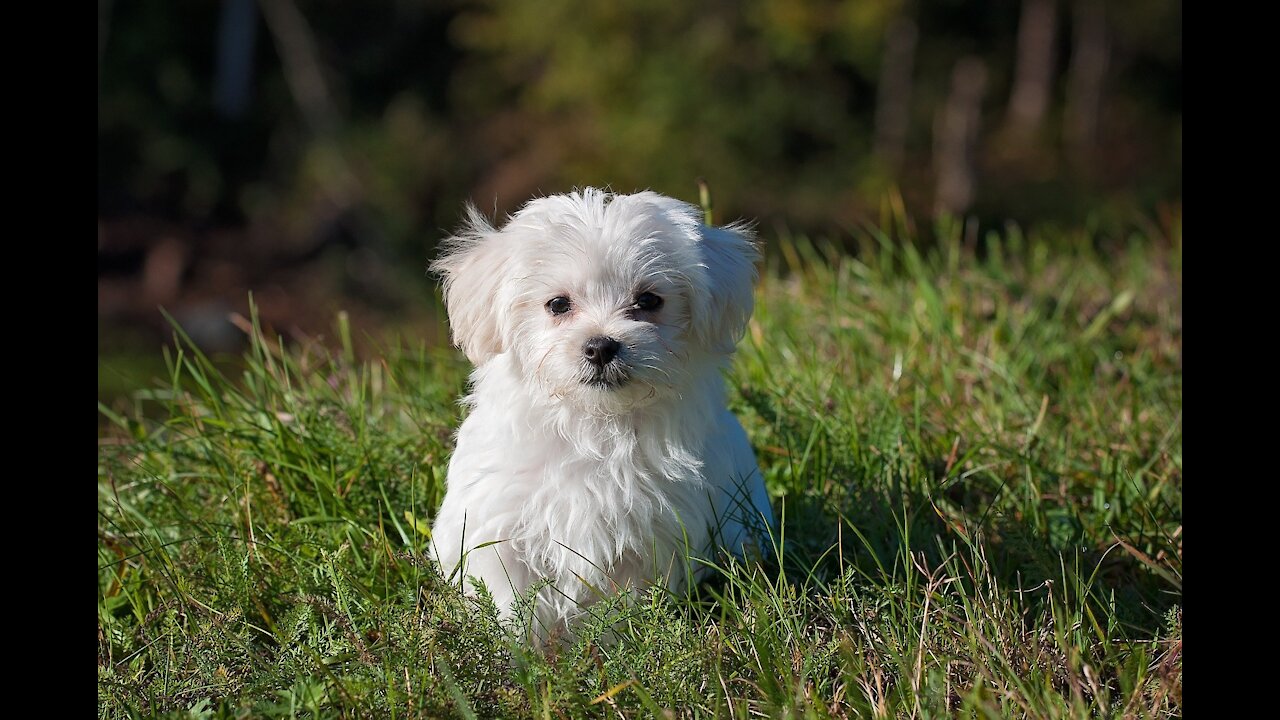 Dog playing in the yard of the house 😍