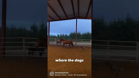 Home is where the dogs and the horses are ♥️ #horses #farmlife #homeiswheretheheartis #corgilove