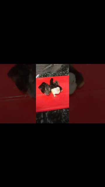 8 Little chicks 11th March 2023