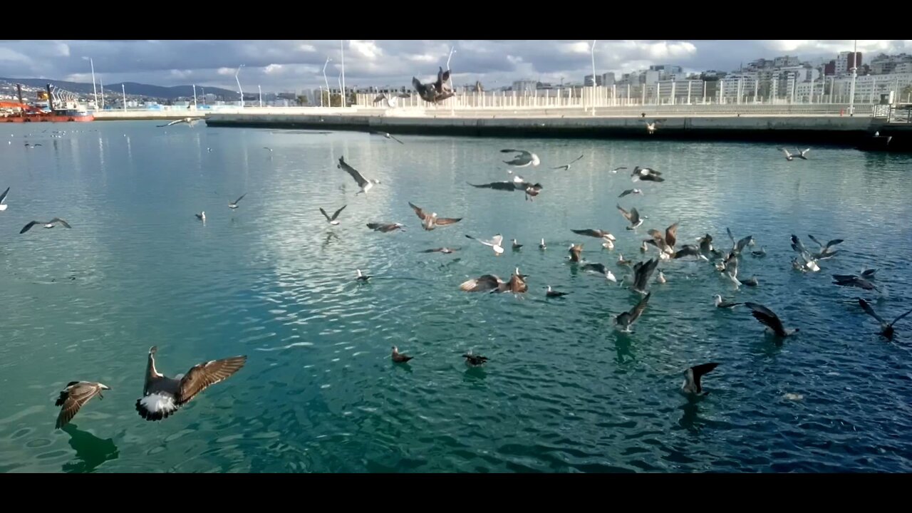 How do seagulls catch fish in the sea?