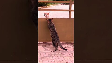 kitten are hide with other cats