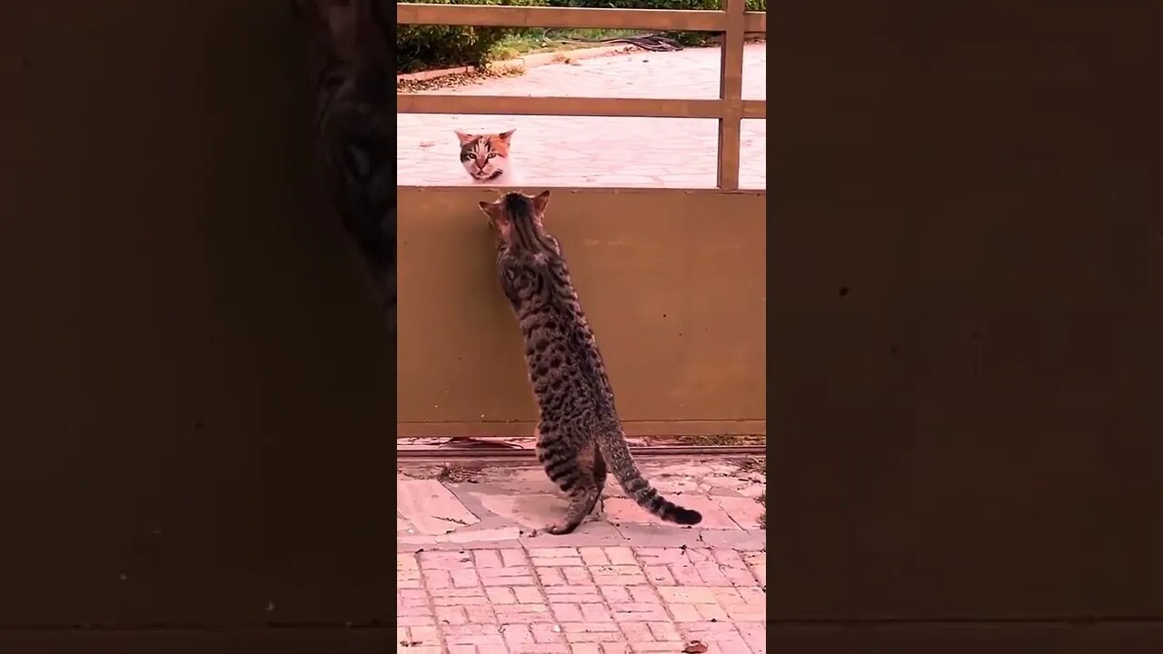 kitten are hide with other cats