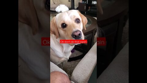 Dog hates it when disturbed during sleeping