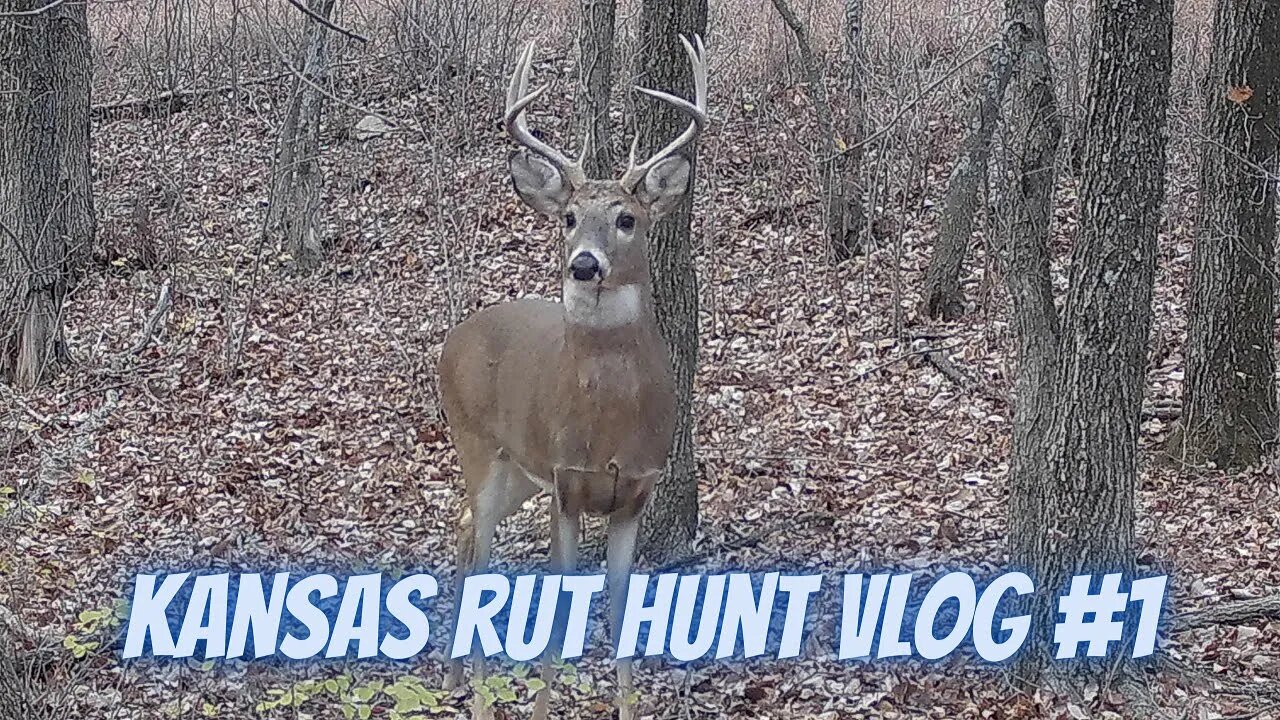 Kansas Rut Deer Hunt VLOG 1 | Plenty of bucks