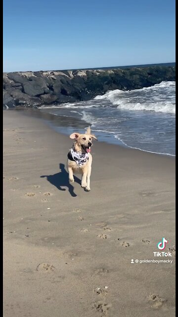 Golden Retriever has the time of his life at the beach