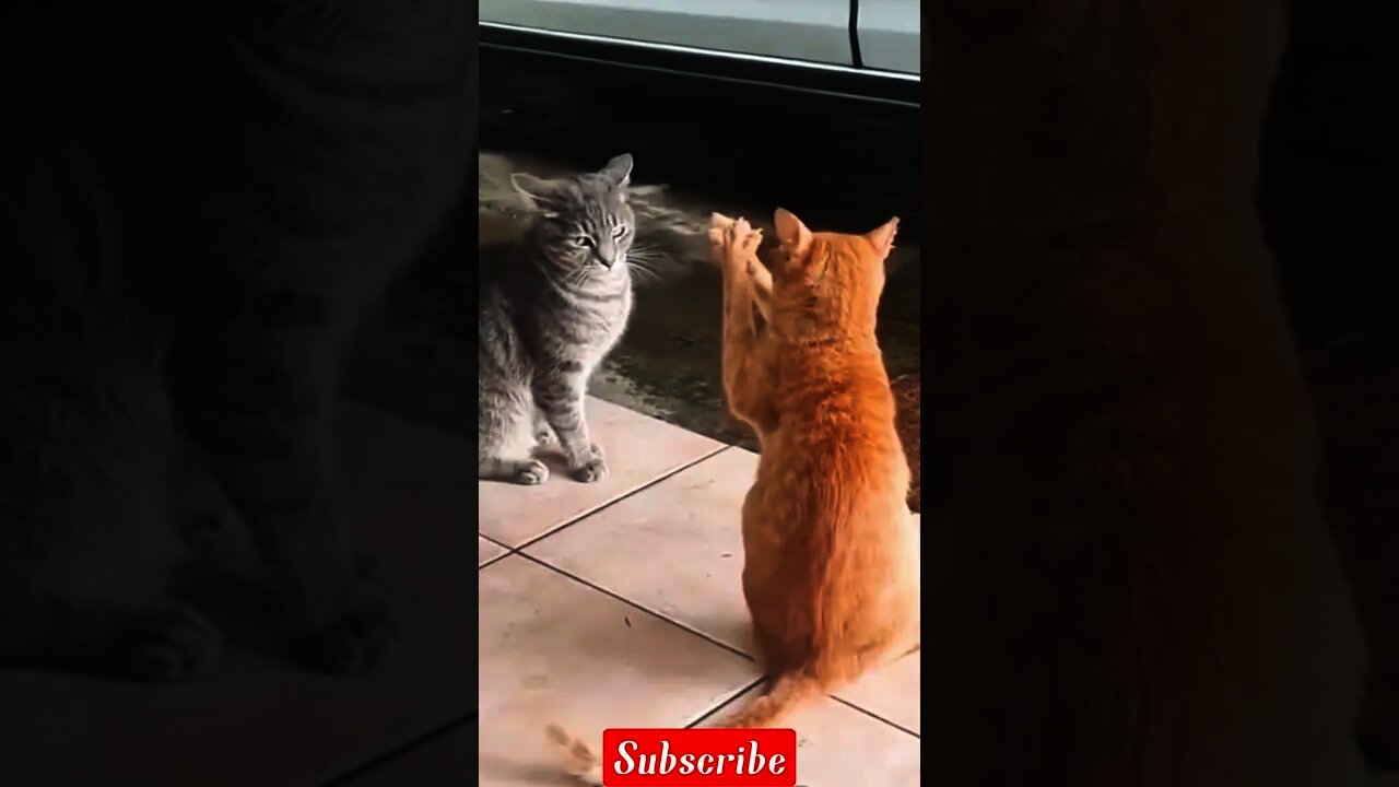 2022 best cute cat video,funny cat videos 2022|cute moment of the animals|funny cat video|pat-4😍😂😂