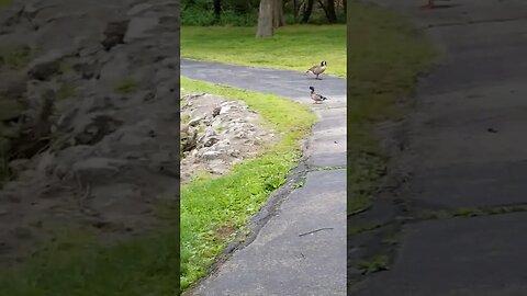 Duck at the park