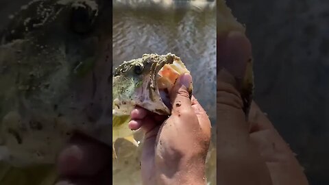 Largemouth Bass on TOPWATER