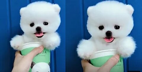 Tik Tok Puppies 🐶 Cute and Funny Dog Videos Compilation 2018