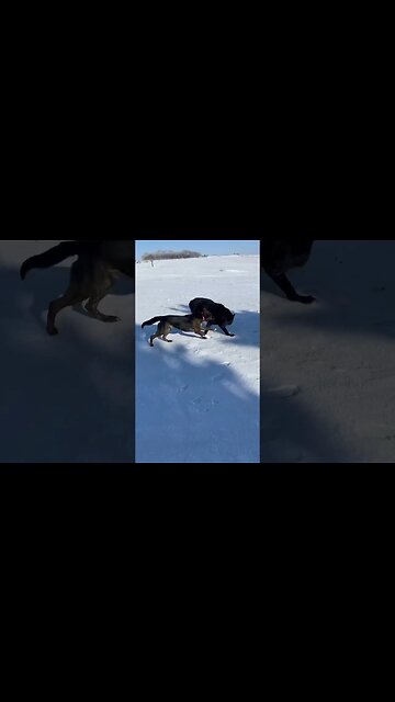 Beautiful, Sunny 0° On The Farm Today. #morningdogwalk #iowa #shorts