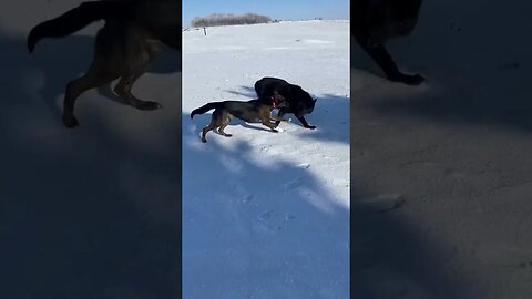 Beautiful, Sunny 0° On The Farm Today. #morningdogwalk #iowa #shorts