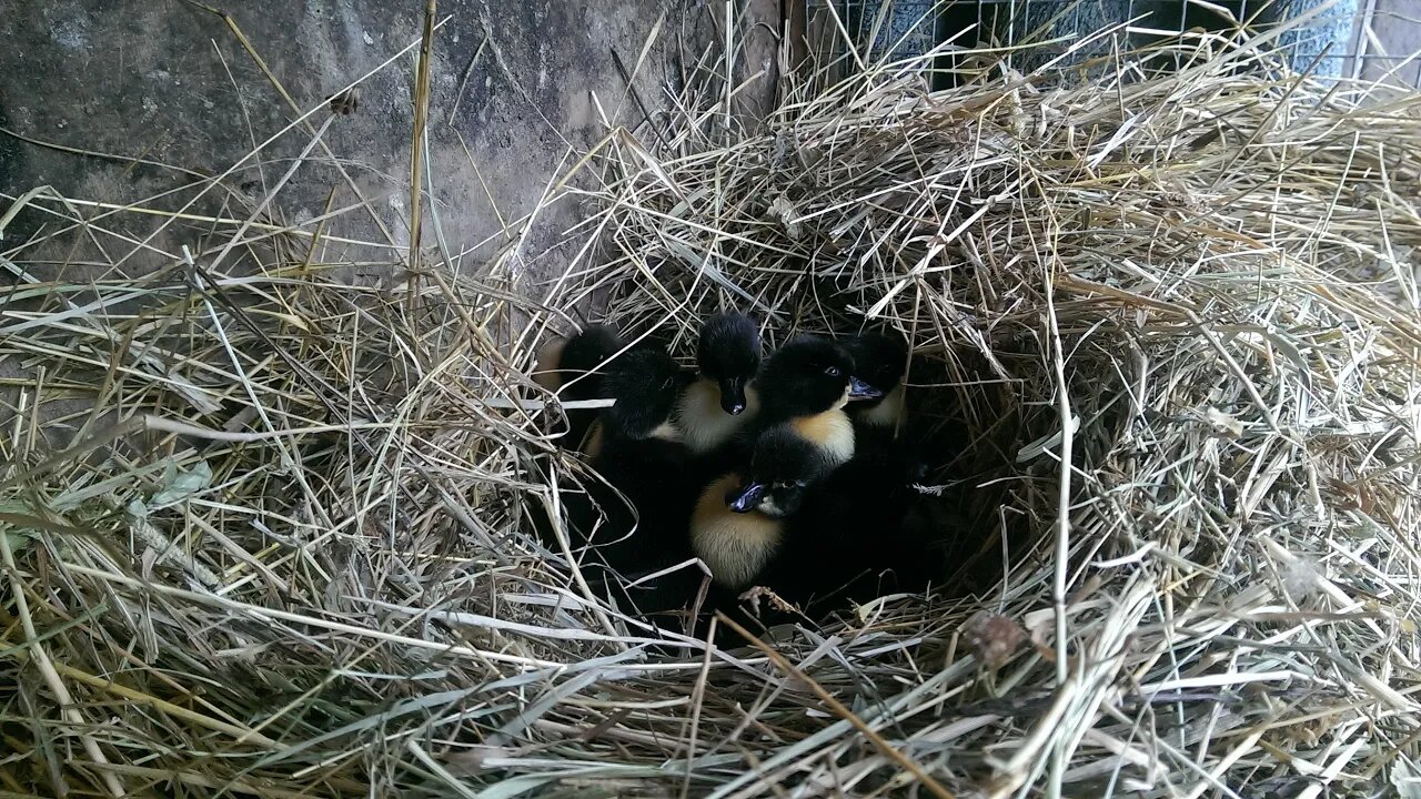 It's Hay Day for Everyone! : Let's Feed the Chickens