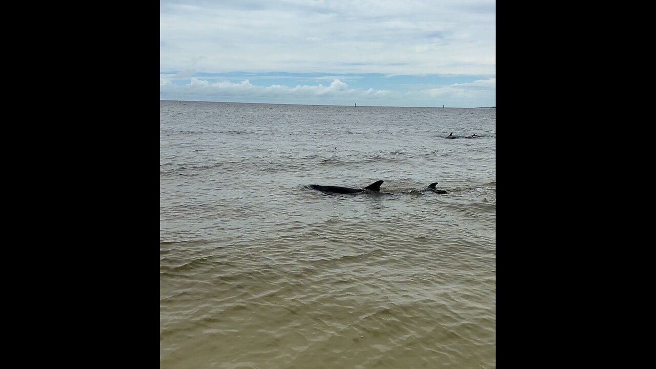 Incredible Dolphins Walk With Me! | 4K