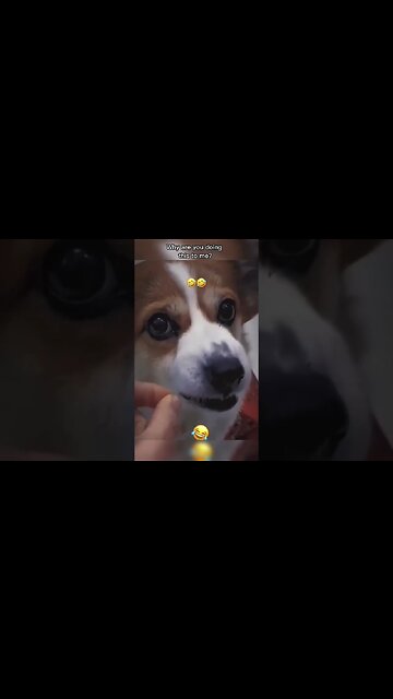 Funny Dogs Prank #dog #dogs #prank #funny