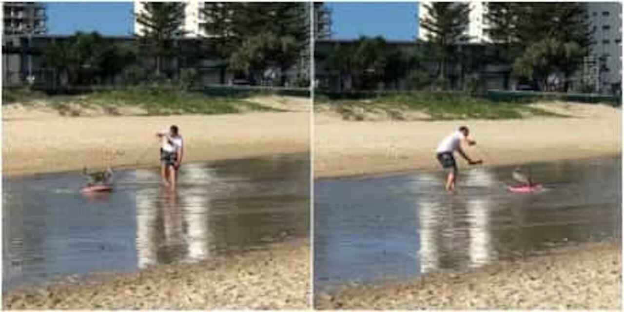 Gatto surfista filmato su una spiaggia australiana