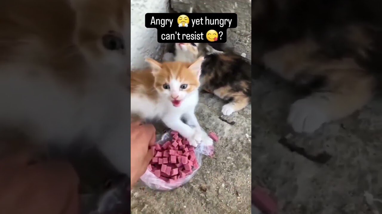 Funny cats!