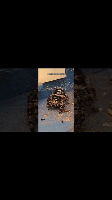 Porta potty Jumping spider is very cute