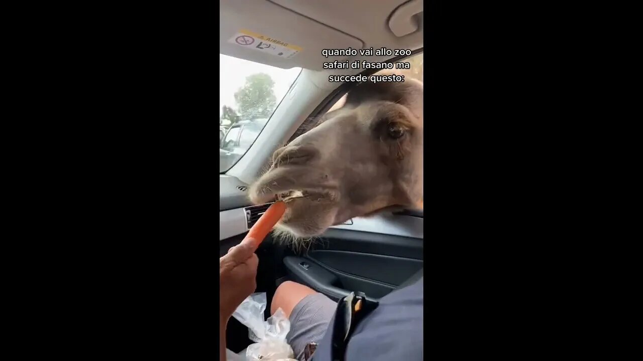 È PAZZESCO quello che ci è accaduto allo Zoo!