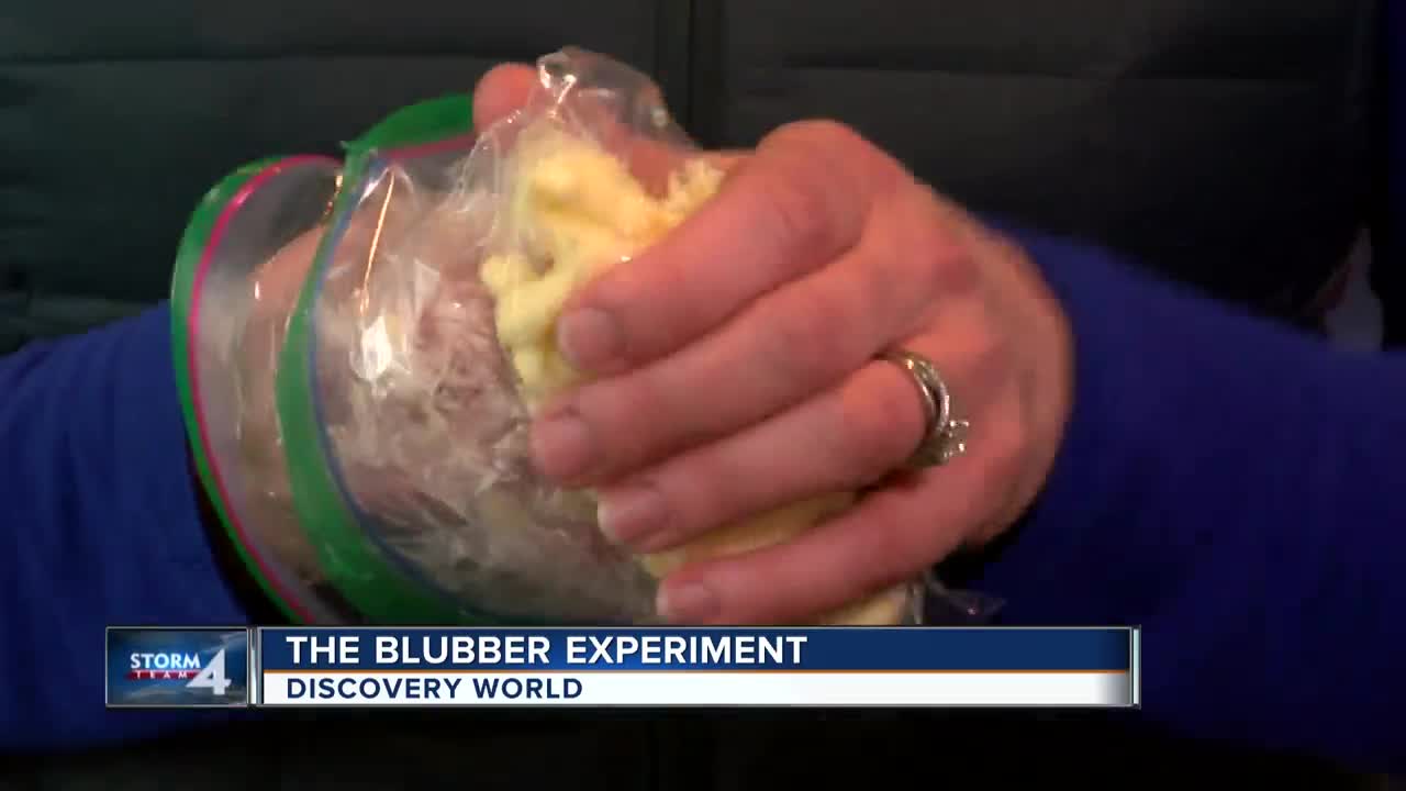 Blubber experiment: How animals stay warm in the cold