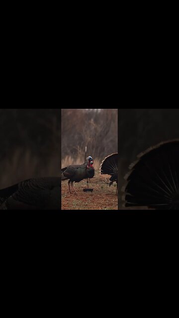 Texas Gobblers Come Screaming In!