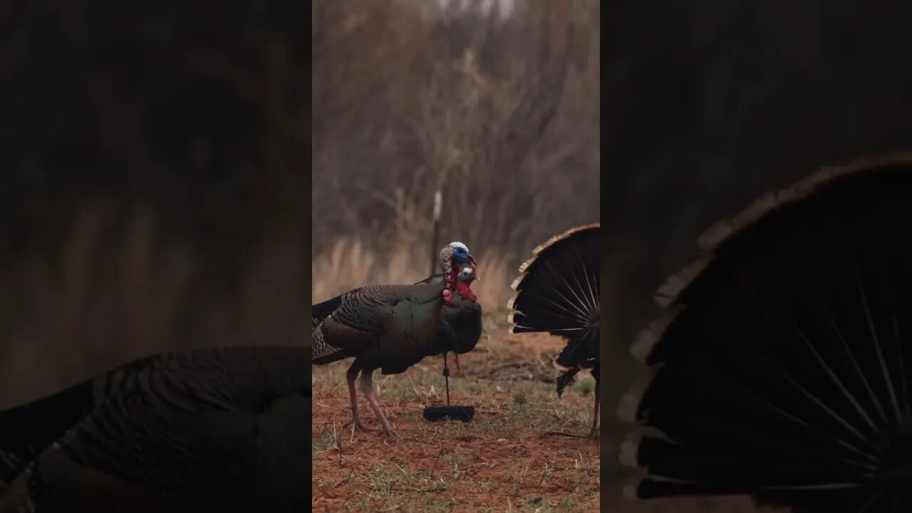 Texas Gobblers Come Screaming In!