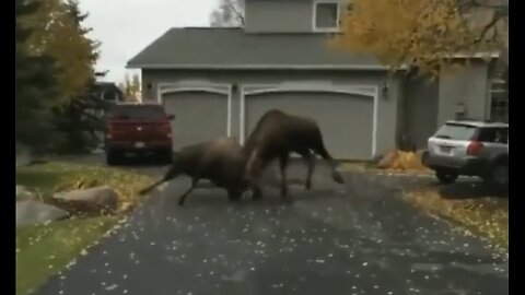 Ma! Come Outside! There's A Moose Or Buffalo Or Some Shit!