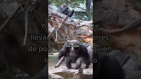 Cuando las poleas están libres #fitness #fitnessmotivation #gorilla