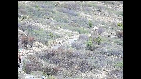 camel 🐪 catch lion in forest