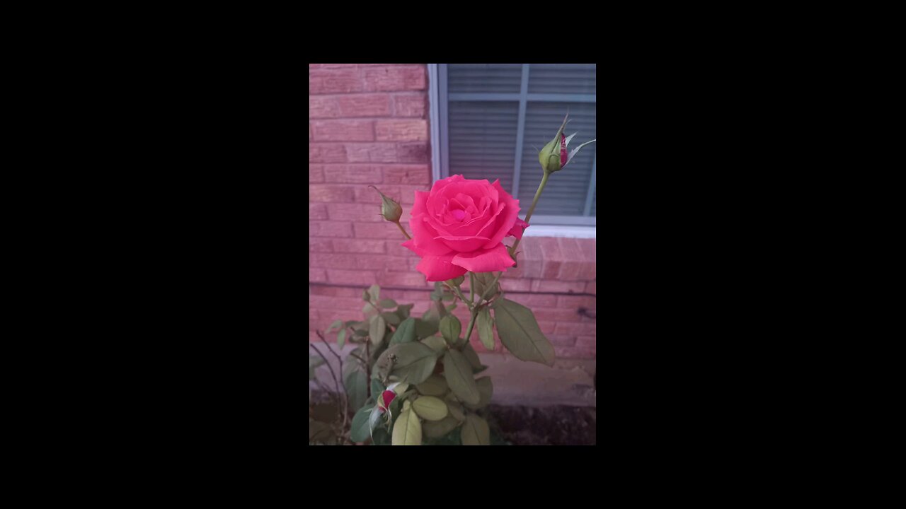 From the yard to the tub. Rosebath