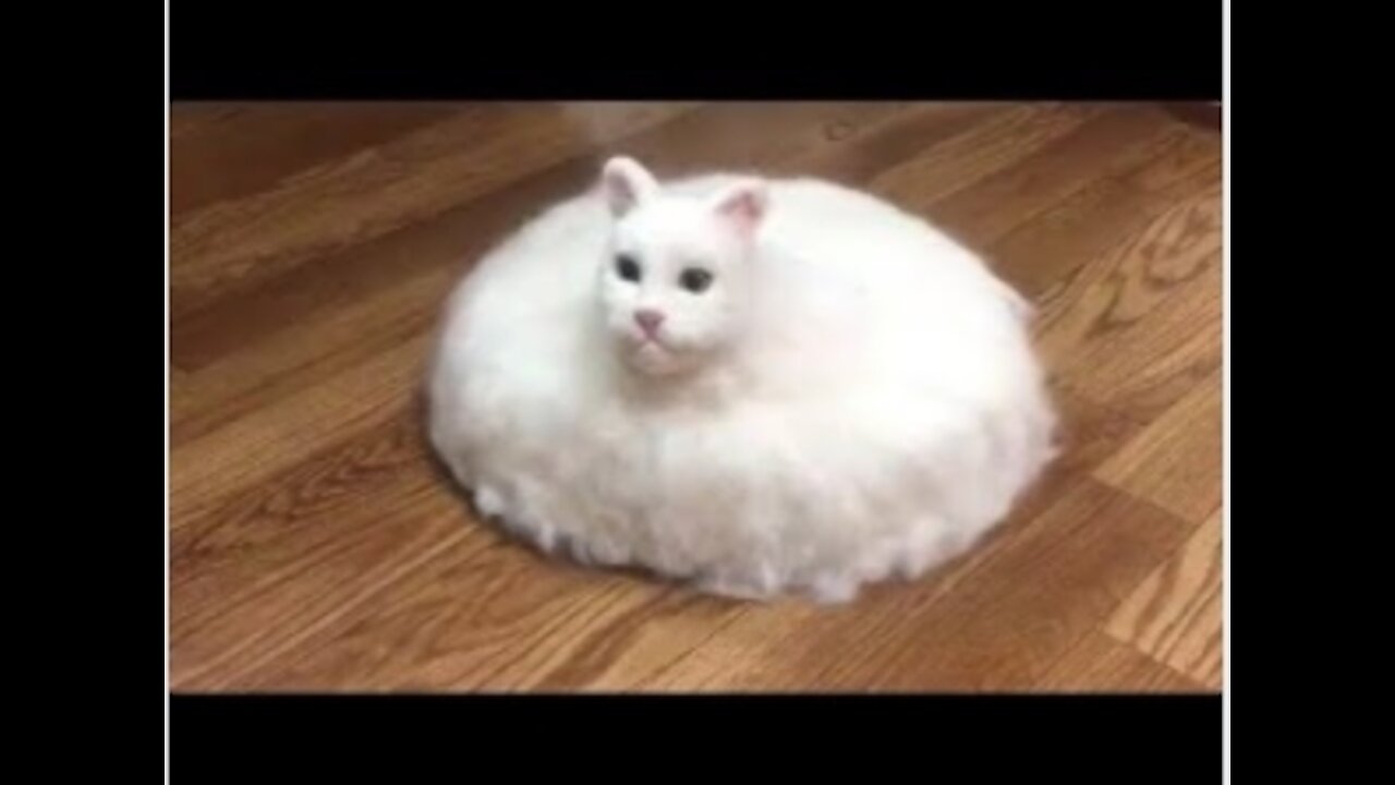 Funny Cat and Dog Videos Compilation 2021- 7