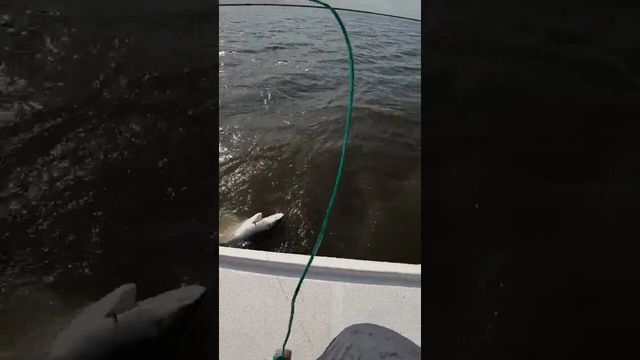 Shark Encounter While Fishing in Louisiana! #shorts