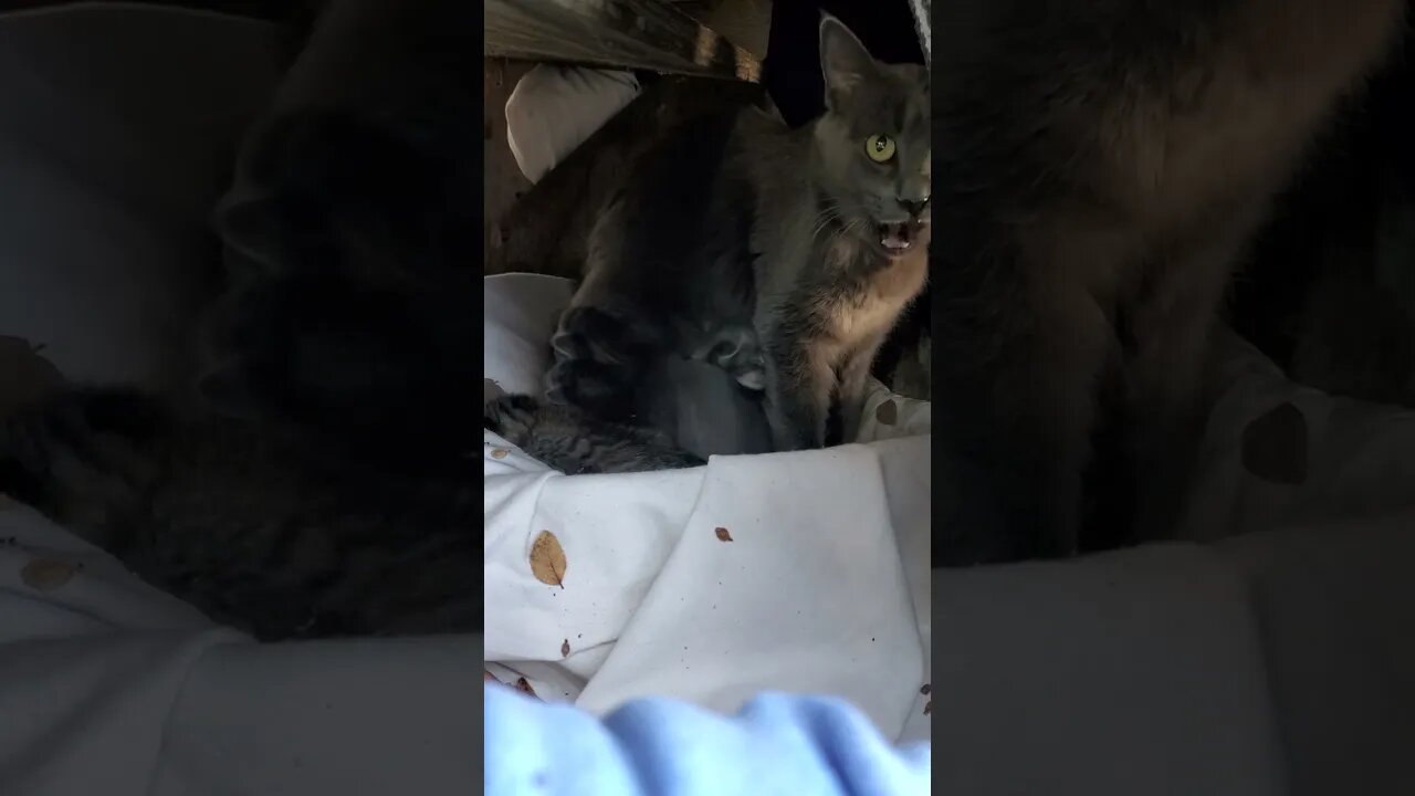 Smokey Mama and waking babies.