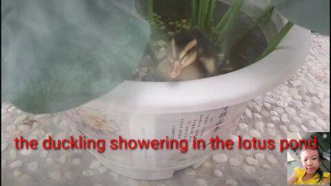 the duckling showering in the lotus pond