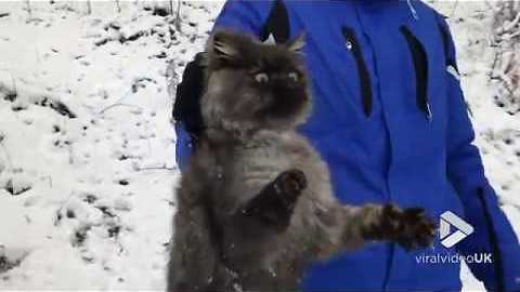 Feral kitten gets rescued from tree