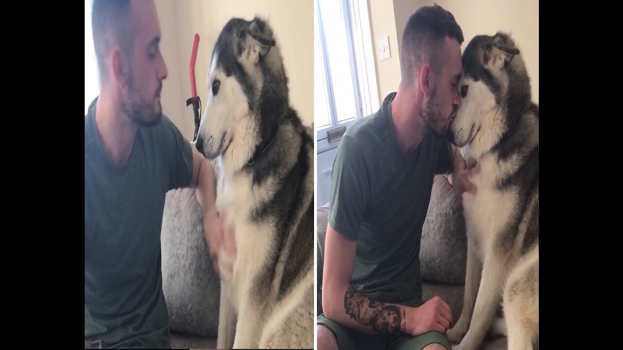 Dog Demands a Lot of Love from Owner