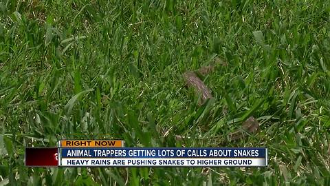 Rain pushing snakes into Tampa Bay homes and yards