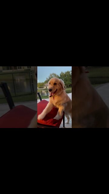 Fluffy Golden Retriever Puppy Begging For Pork Chops!