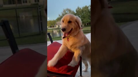 Fluffy Golden Retriever Puppy Begging For Pork Chops!