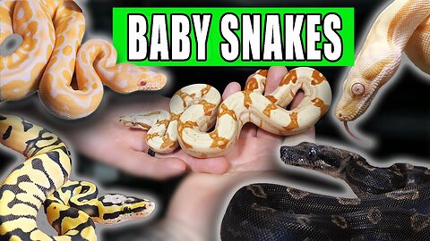 LOTS of Baby Snakes - John Chausmer Reptiles