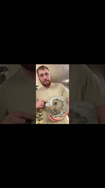 Living Fossil Nautilus! Big beast from the Jurassic!