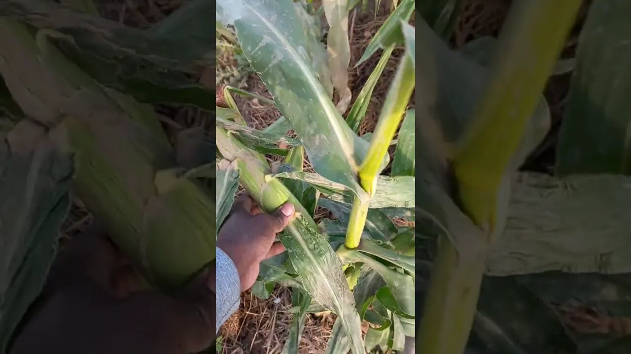 Corn Farm Update🌽🤩|#farming #food #viral #corn #chicken #ram #video #recommended #vlog #blogger
