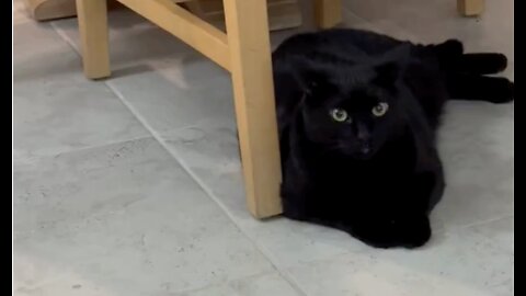 Adopting a Cat from a Shelter Vlog - Cute Piper Cat Blinks Her Eyes from Her Cubby #shorts