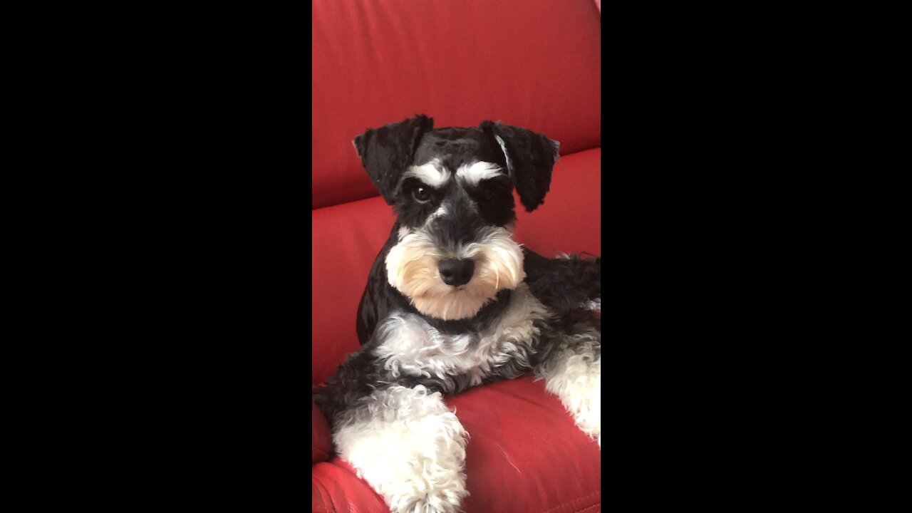 Look at me little doggy